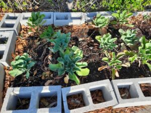 bewell_mini-grants_in-the-garden_post1-7