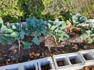 bewell_mini-grants_in-the-garden_post1-8